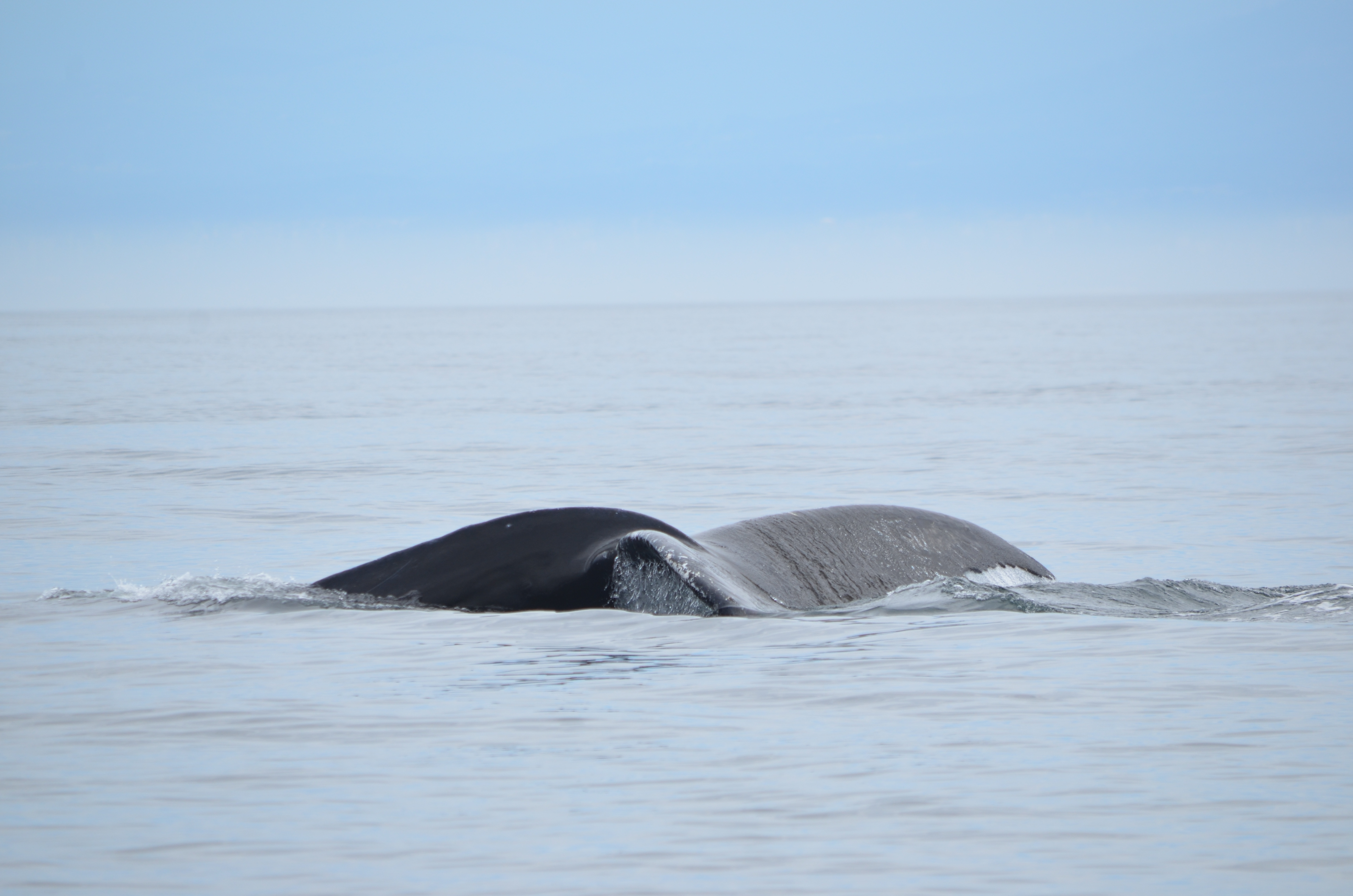 photos/wildlife/Mammal_Species/Humpback Whale/DSC_0119.JPG